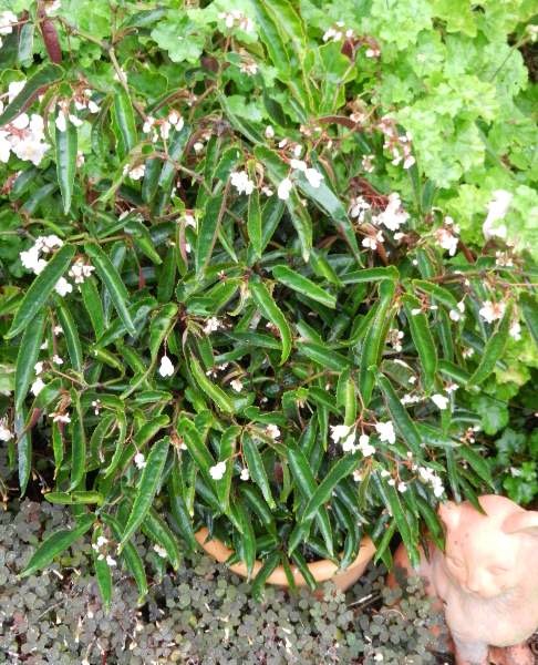 B. ‘George Morneau’